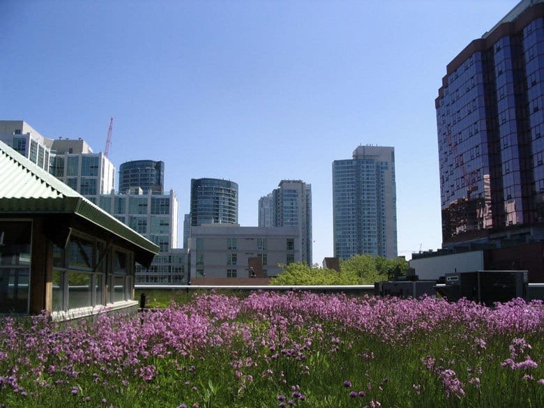 Green roof on mec building