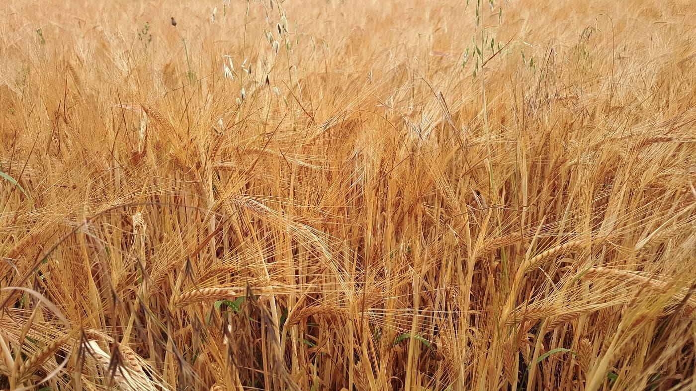 Carbon Reduced Concrete: Using Biofuel Byproducts To Build Stronger, Greener Concrete 2 Wheat straw - carbon reduced concrete