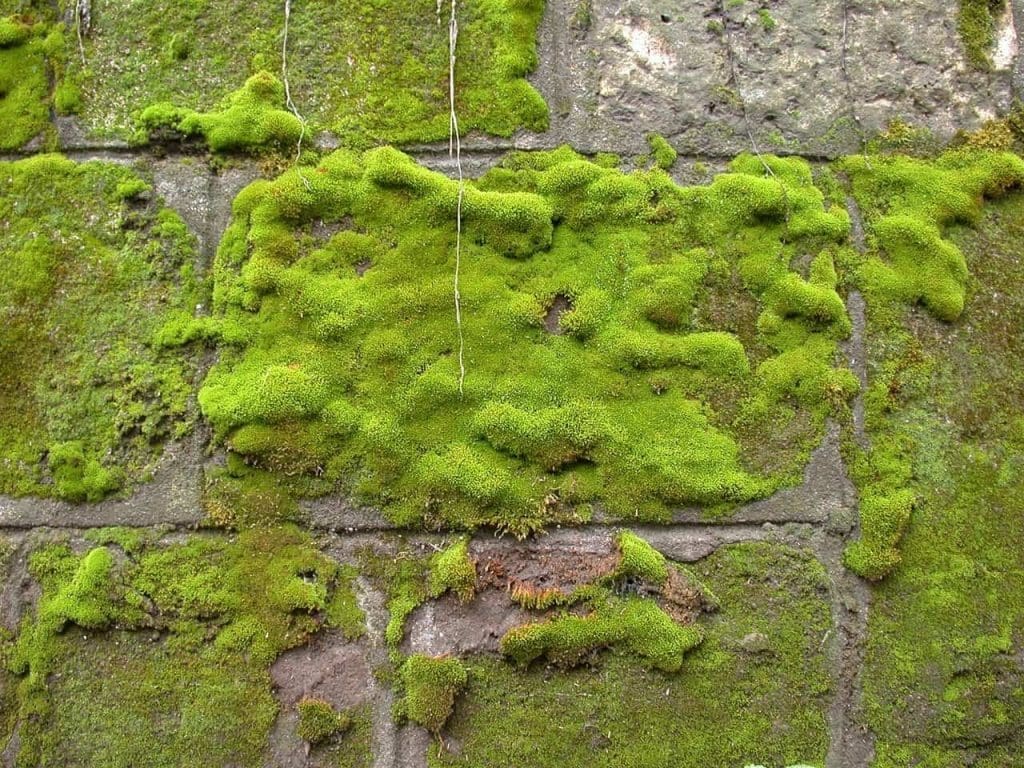Moss growing on stone wall - can a moss culture really clean urban air