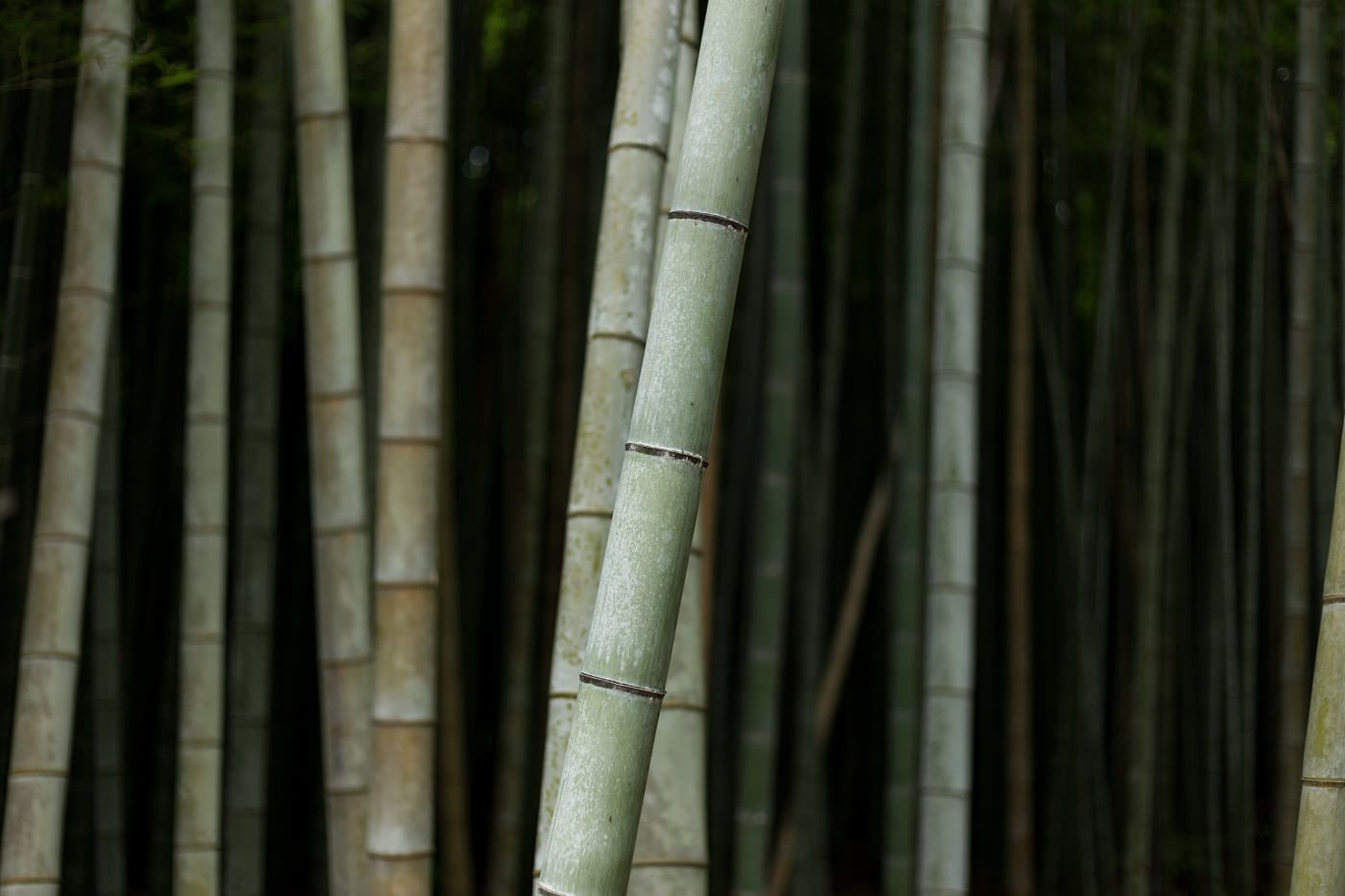 Bamboo trees - green construction