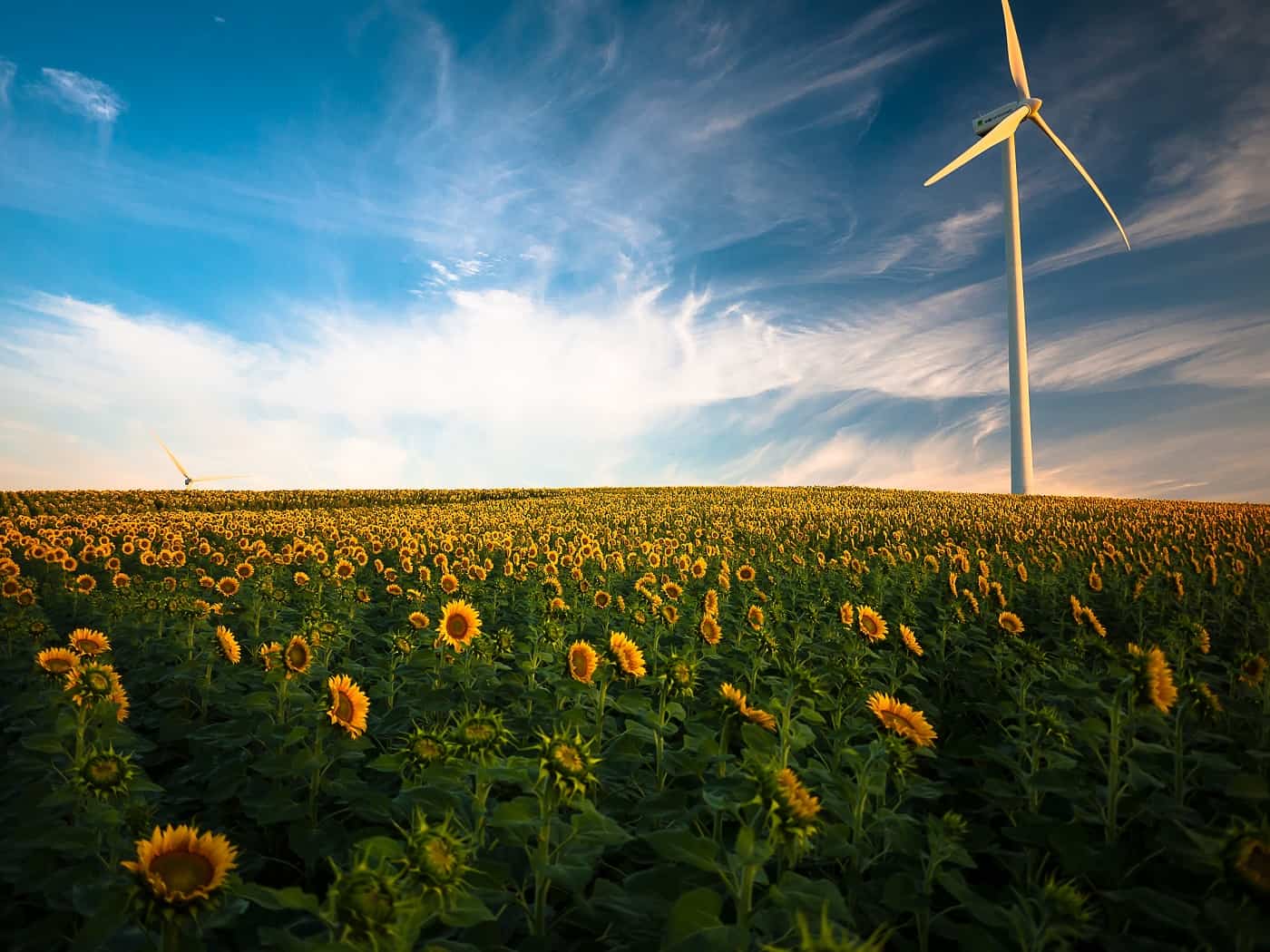 Field of sunflowers with wind turbine from go to gustavo quepón's profile gustavo quepón via unsplash