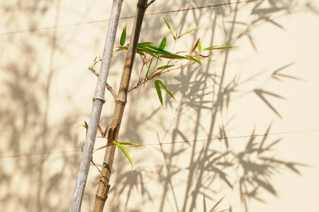 Green Building Basics Guide 3 Bamboo against white building - green building materials
