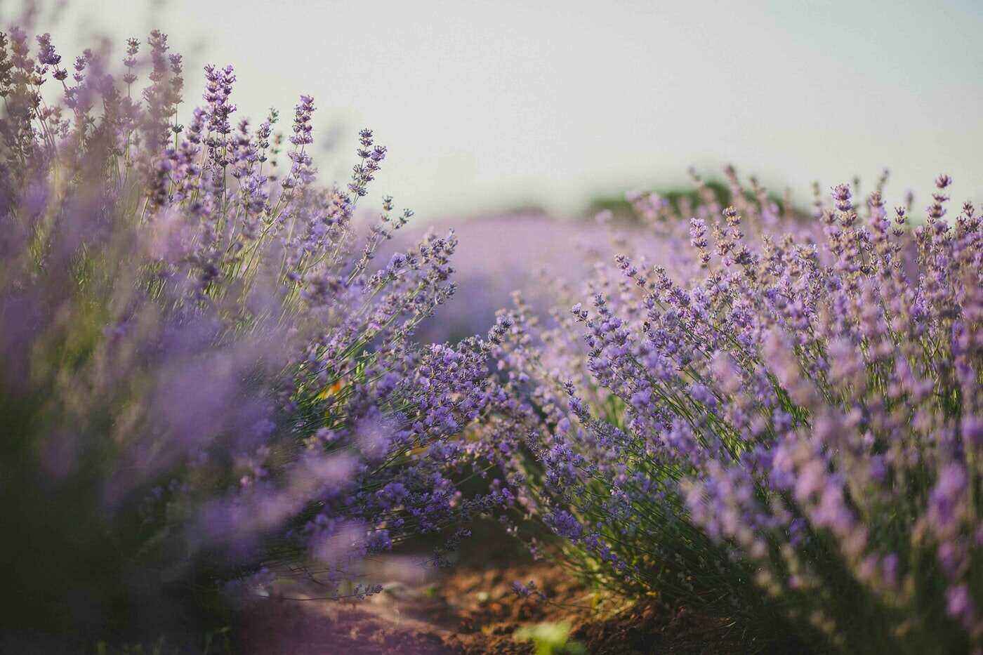 Lavender flowers - green pest control options