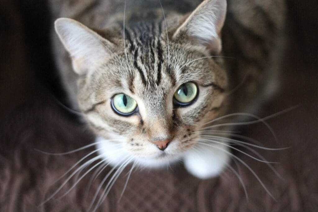 Grey tabby kitten looking at camera - diy projects for pets