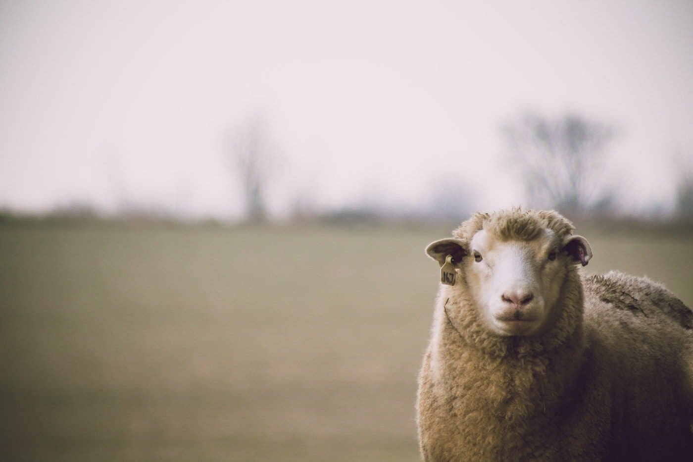 Sheep in field - best insulation choices for green building