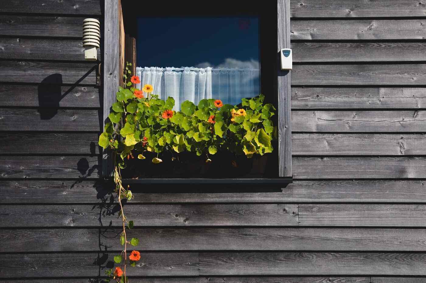 Keep These 6 Things In Mind When Looking For A Green Home 4 Nasturtiums in window box of wooden wall - keep these 6 things in mind when looking for a green home