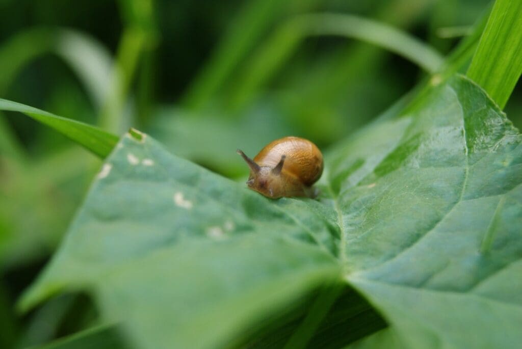 Snail on leaf - how to naturally get rid of destructive garden pests