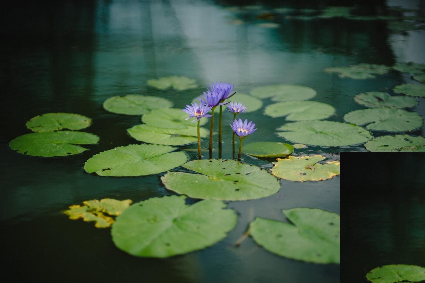 Incorporate Solar Into Your Pond In 6 Easy Steps 2 Water lilies in pond - incorporate solar into your pond in 6 easy steps