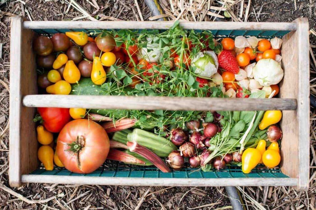 Box of vegetables - best vegetables for urban gardeners to grow
