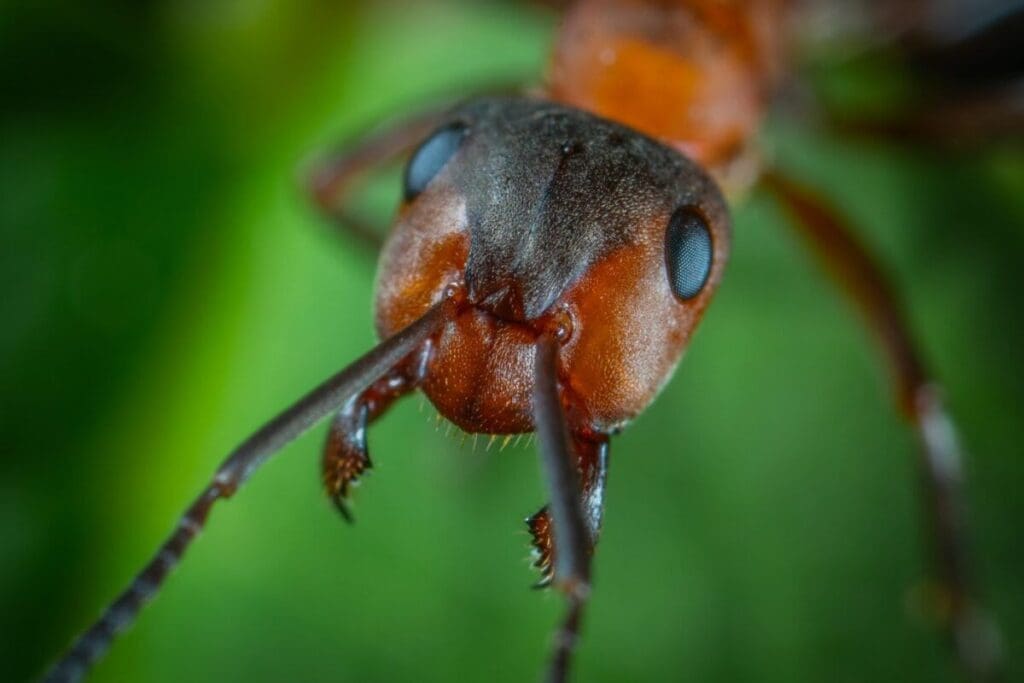 How Can Pests Be Controlled Without Hurting The Environment? 7 Close-up of ant - can pests be controlled without hurting the environment