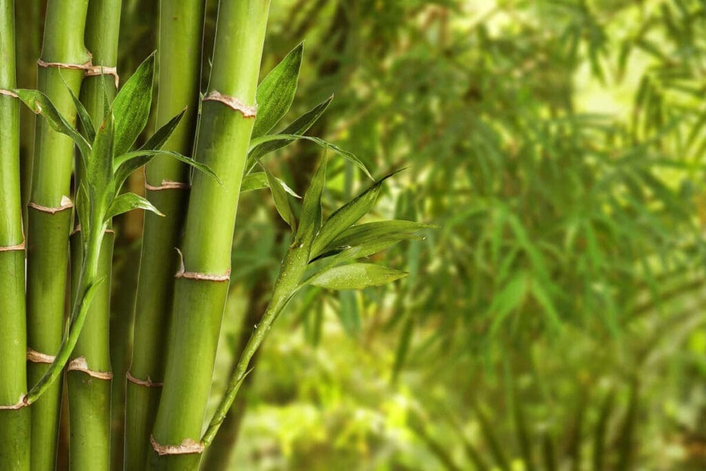 Bamboo building
