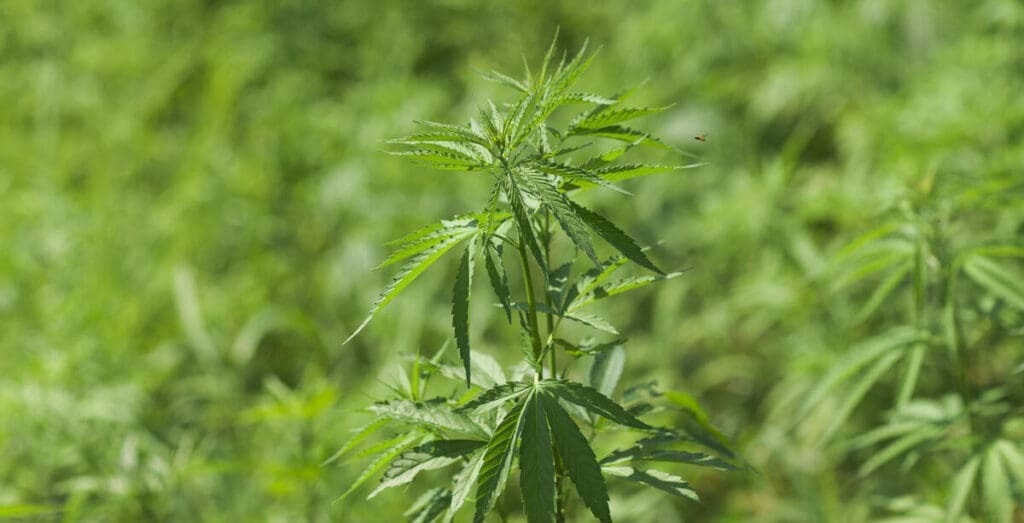 Industrial hemp plants