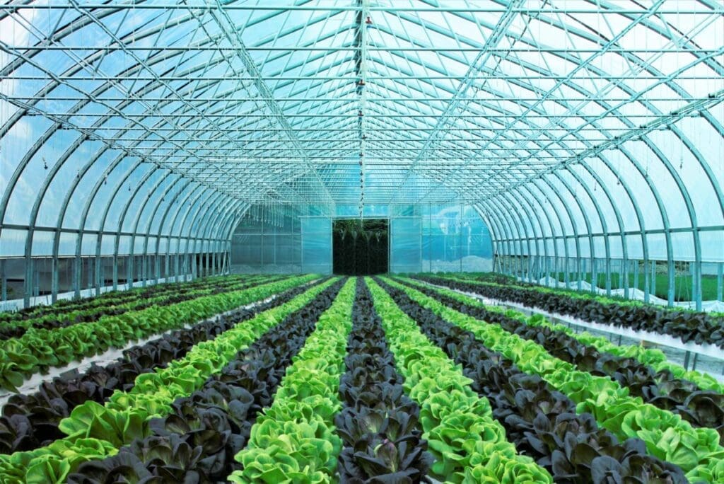 Ovaltech montage horticole laitue