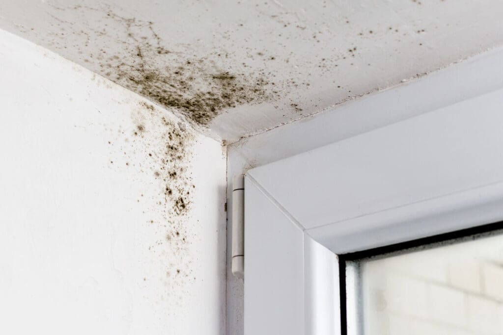 The Average Cost Of Mould Inspection And Remediation In Canada 6 Mold windows