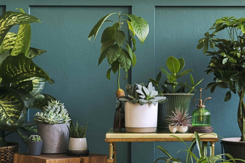 Air purifying plants