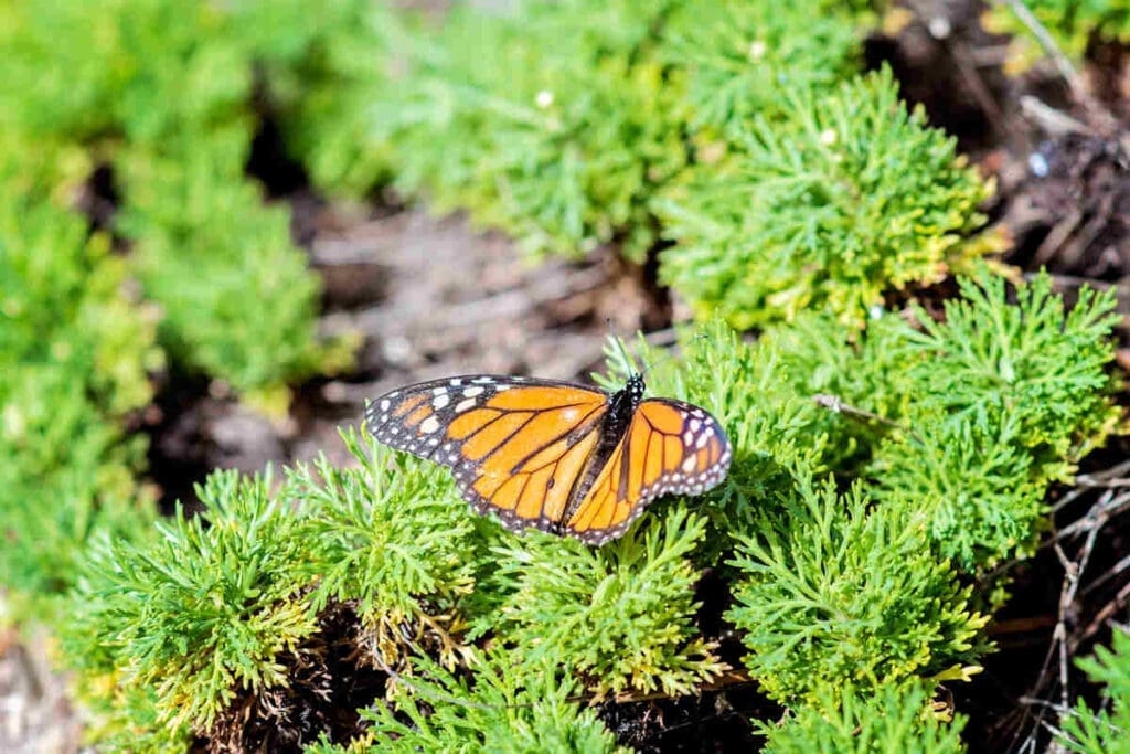 Butterfly in native garden