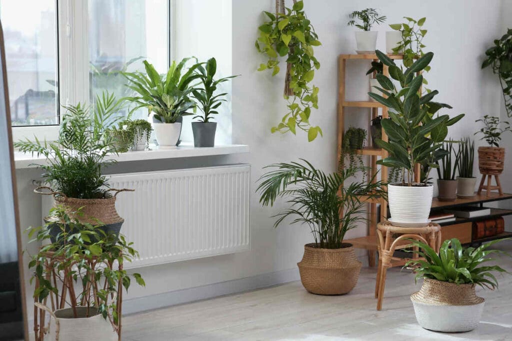 The Science Of Air-Purifying Plants 4 Collection of air purifying plants