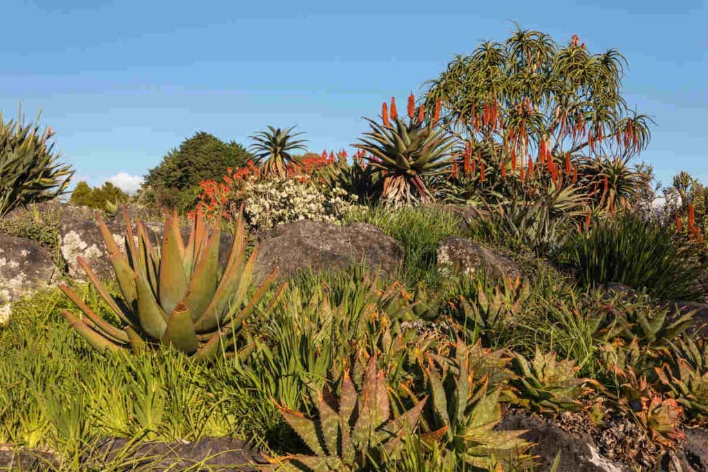 Want To Reduce Your Impact On The Environment? Choose From These 9 Sustainable Gardening Options 8 Xeriscaping