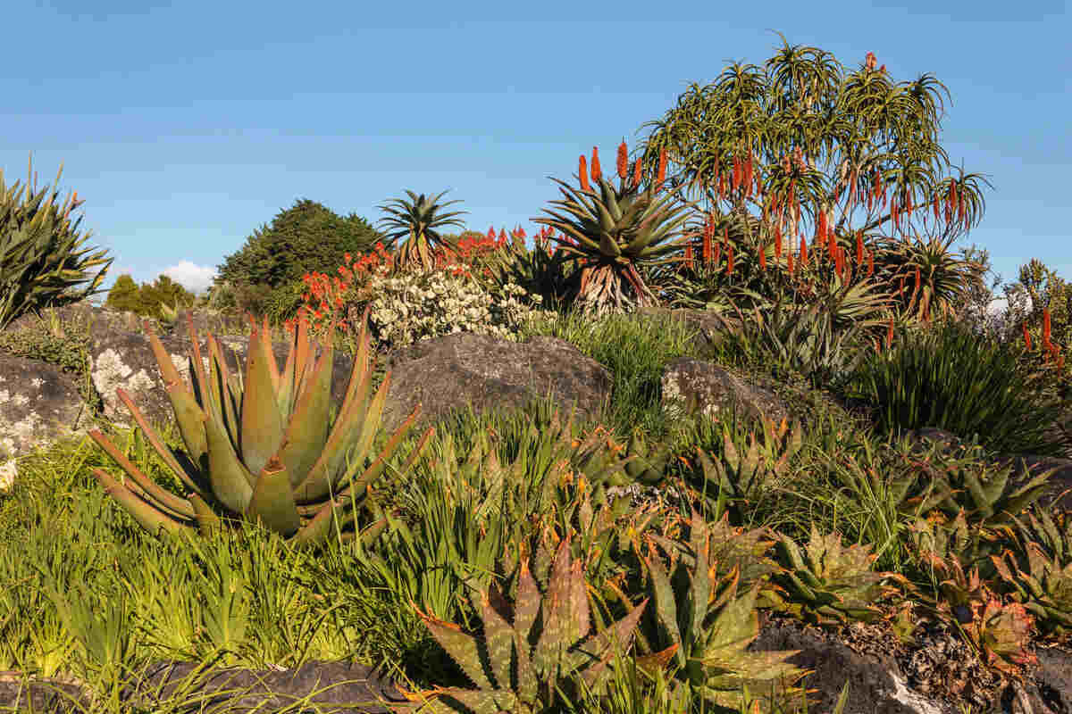 Xeriscaping