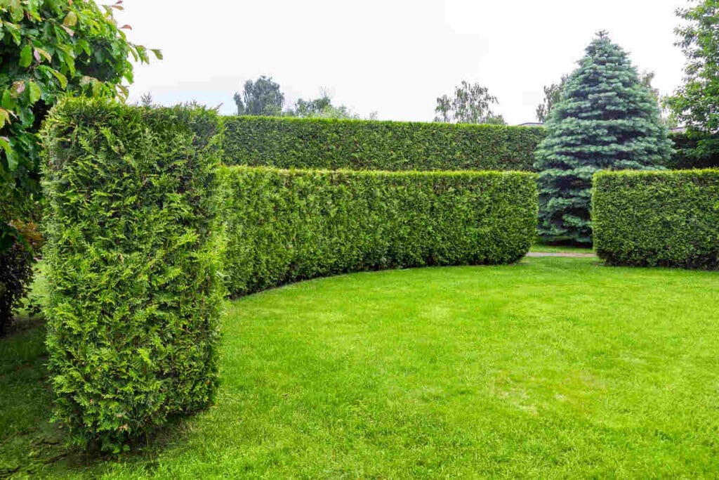 Here'S How To Soundproof Your Yard Naturally 5 Noise reduction shrubs trees bushes outdoor space 1