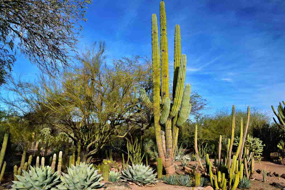 Xeriscaping - low-water landscaping image: jeffrey eisen unsplash @jeisen