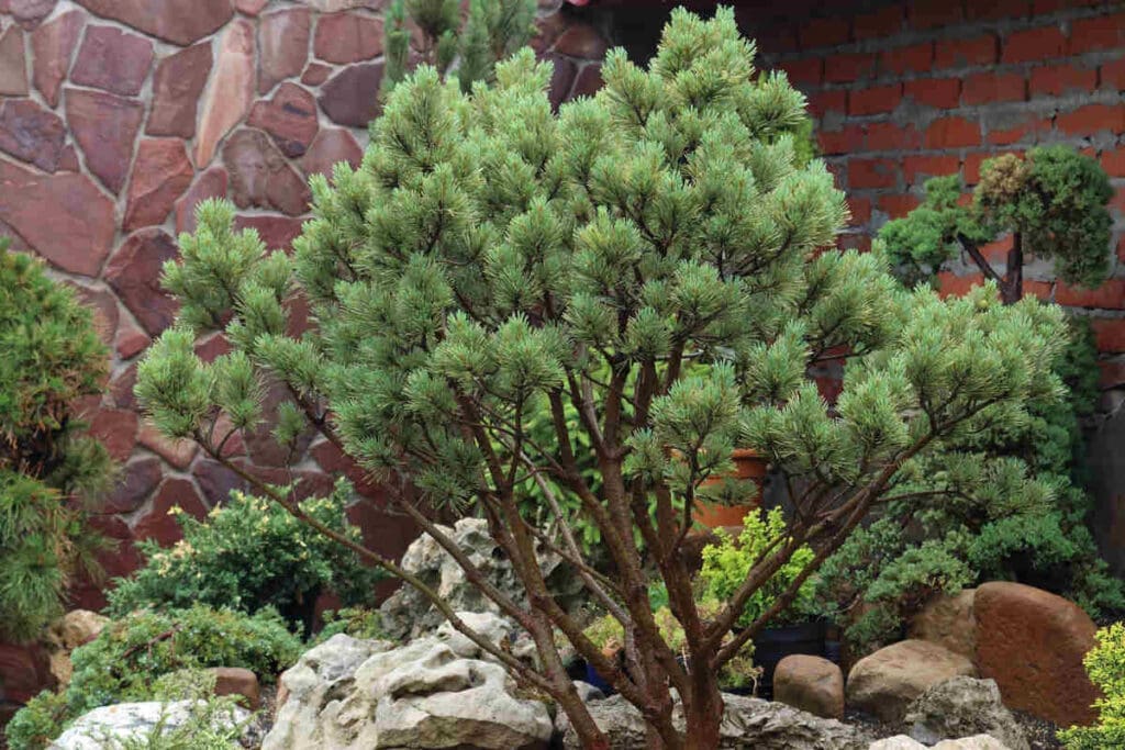 Dwarf tree variety