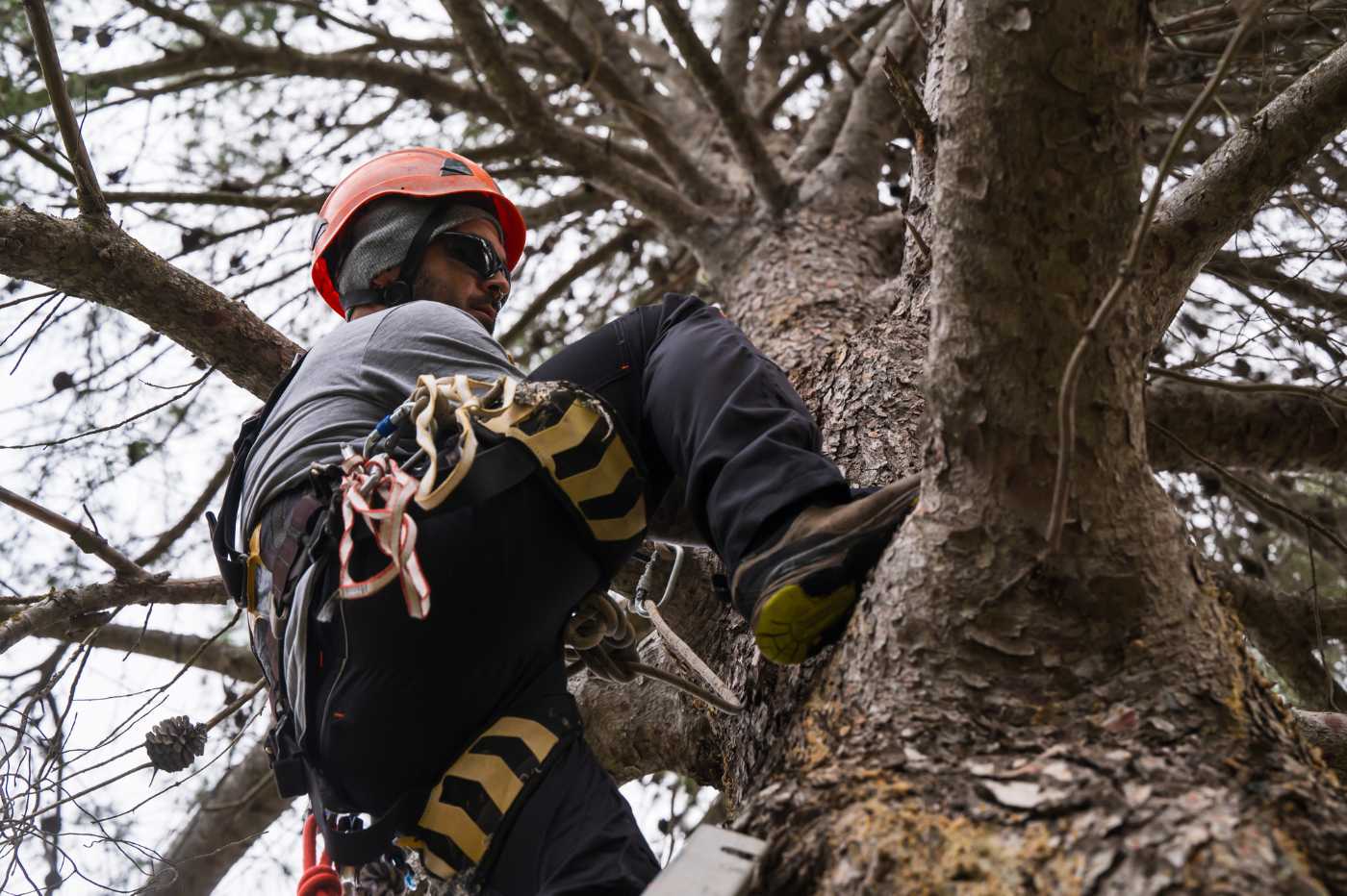 Arbourist climbing up a tree in safety gear - 4 big ways tree care crm software can improve green building