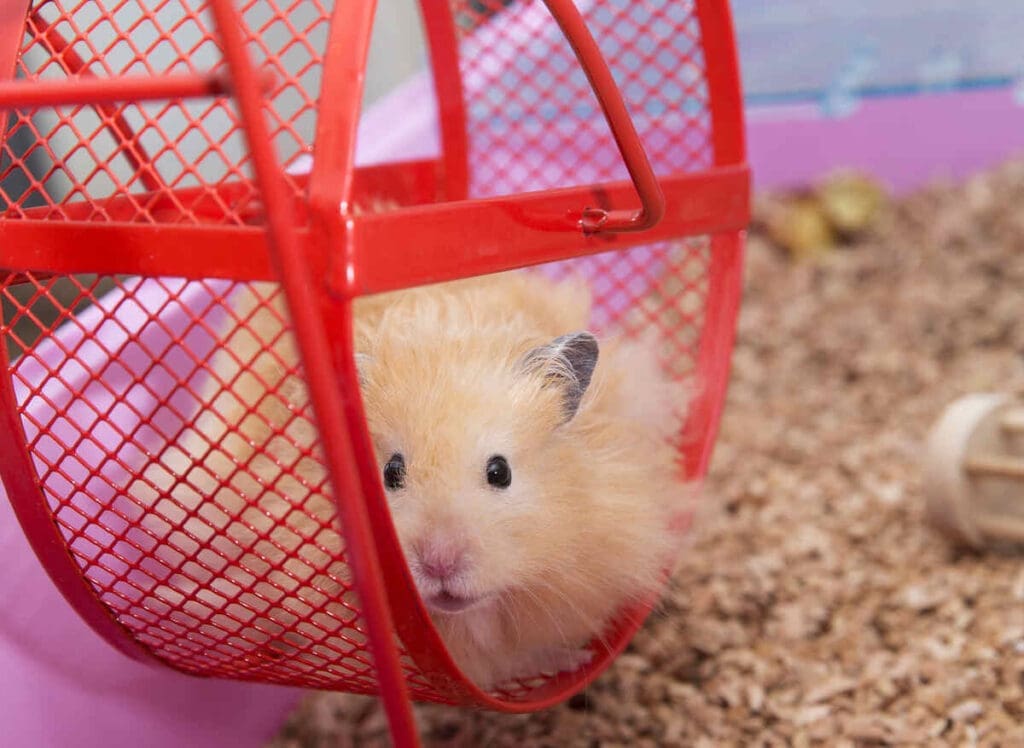 Construction Materials And Chemicals That Are Dangerous For Pets 3 Hamster dangerous chemical exposure