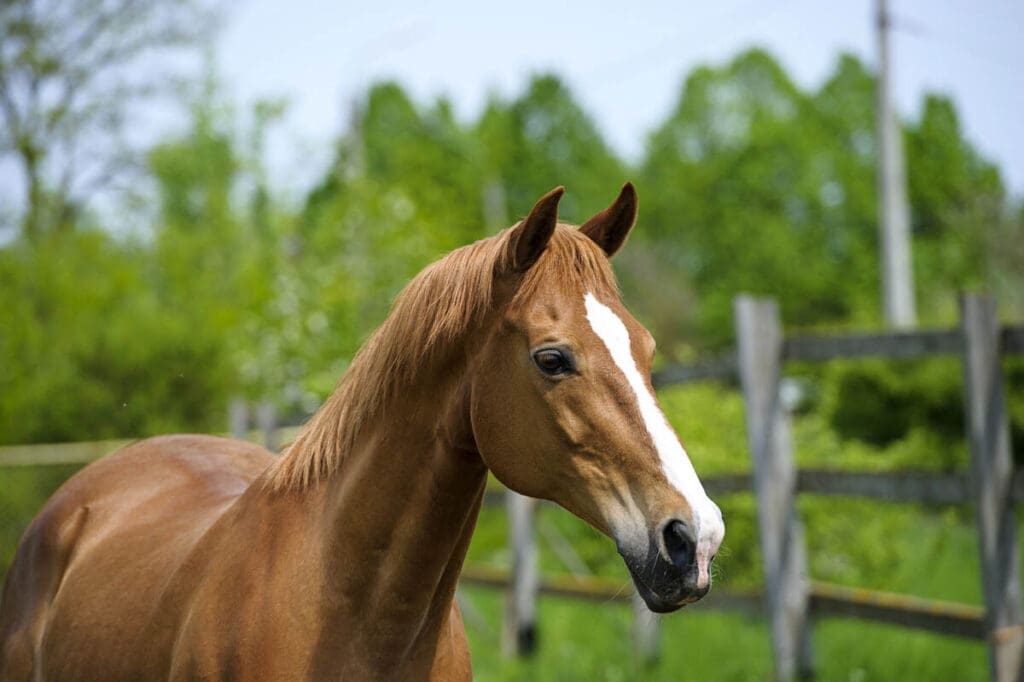 Construction Materials And Chemicals That Are Dangerous For Pets 6 Horse