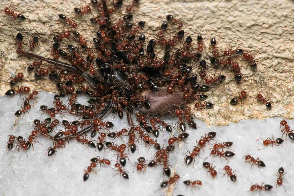 Carpenter ants infestation