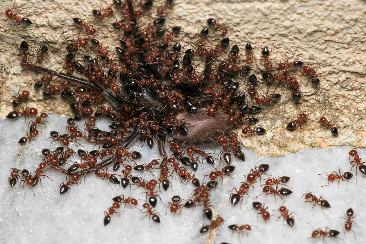Exterior Insulation And Pests: How To Choose The Right Material And Detail It Correctly 5 Carpenter ants infestation
