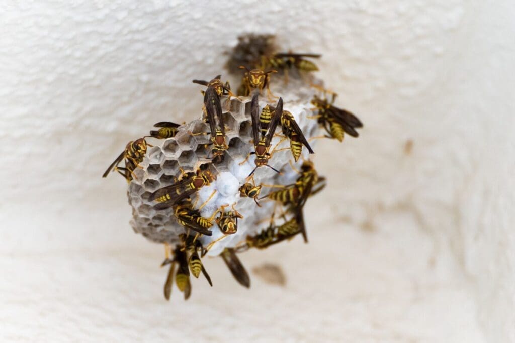 Exterior Insulation And Pests: How To Choose The Right Material And Detail It Correctly 4 Paper wasps out of house