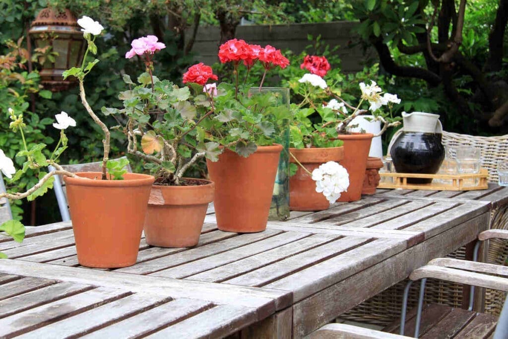 Terracotta planters outdoors