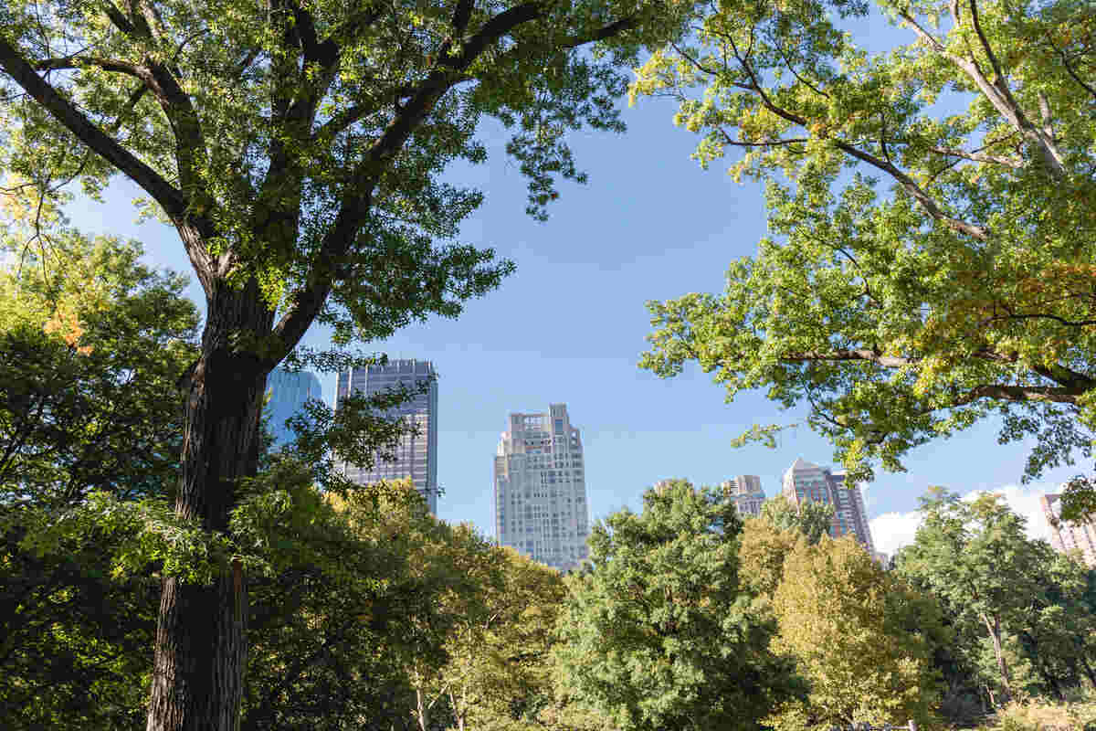 Tree canopy - urban city