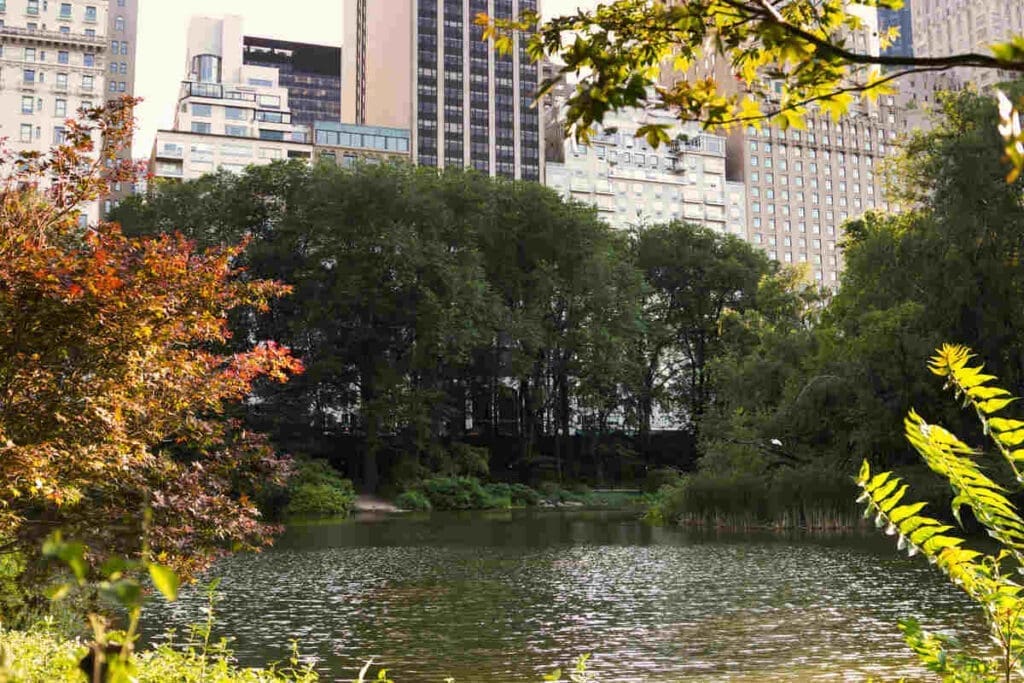 Trees on river in city