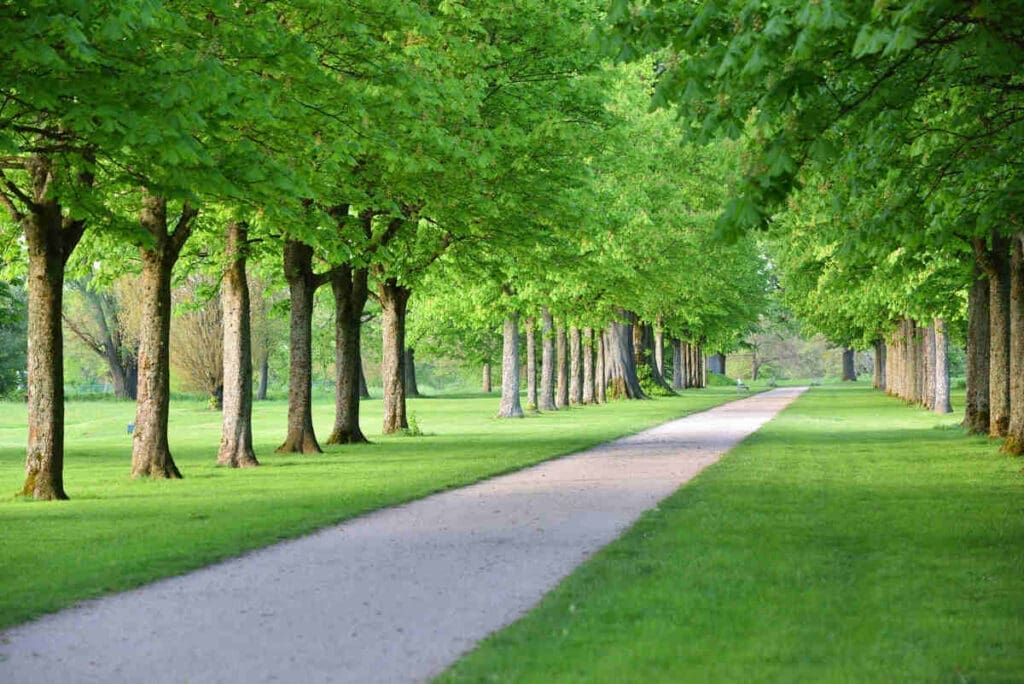 Urban tree canopy