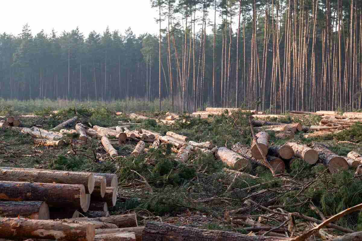 Federal Minister Says Forestry Crisis Goes Beyond U.S. Tariffs 1 forestry - logging in B.C, Canada
