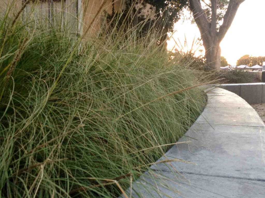 low-water landscaping